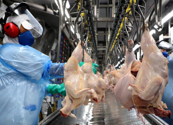 Paraná lidera na produção de frangos e carne suína com recorde histórico trimestral