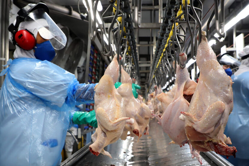 Paraná lidera na produção de frangos e carne suína com recorde histórico trimestral