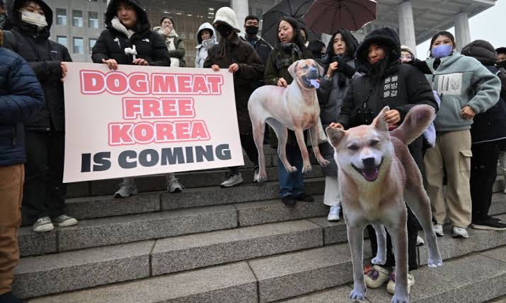 Coreia do Sul Proíbe Indústria de Carne de Cachorro em Lei Histórica Coreia do Sul Proíbe Indústria de Carne de Cachorro em Lei Histórica