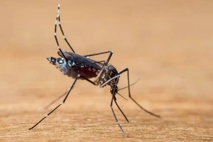 Em emergência de saúde pública, Estado do Paraná passa de 113 mil casos confirmados de dengue