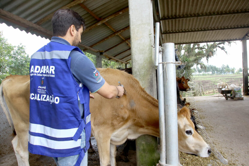 .Veterinários devem se recadastrar na Adapar para atuar contra brucelose e tuberculose Campanha de vacinação febre aftosa. Campo Largo,