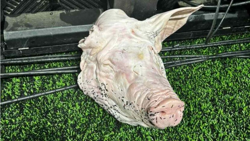 Torcedores do Corinthians jogam cabeça de porco no gramado durante derby