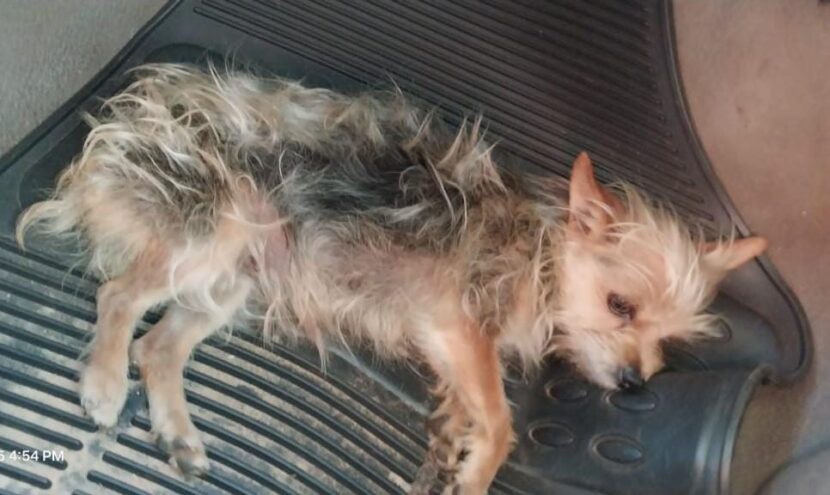 Cãozinho encontrado na rodovia: família de Ourinhos busca o tutor de um Yorkshire perdido Cãozinho encontrado na rodovia: família de Ourinhos busca o tutor de um Yorkshire perdido