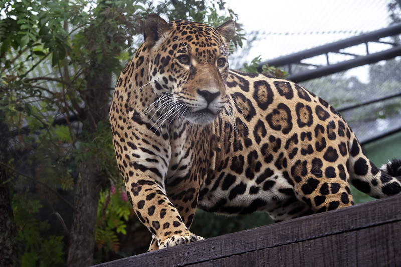 Onça-pintada passa a habitar Zoo Municipal 00532353